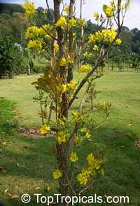 Hoa Mai Cambodge 01B